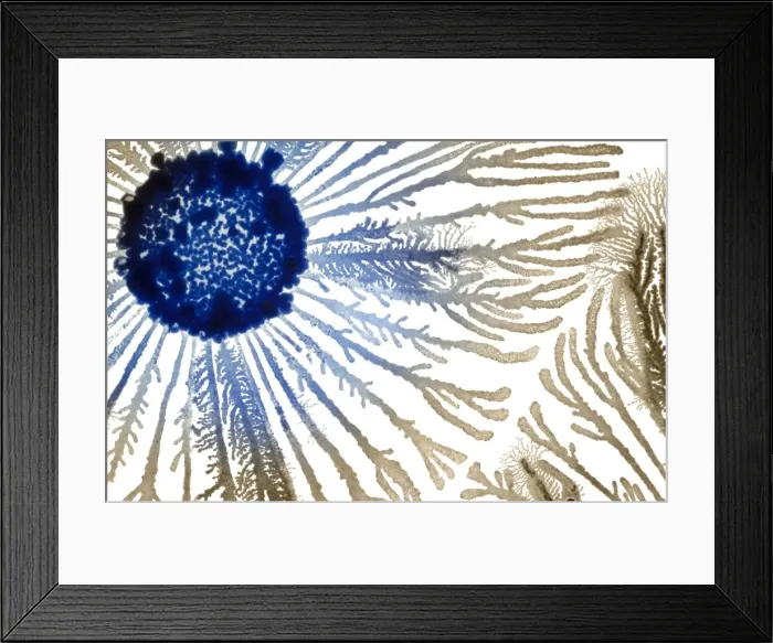 Framed Print : Macro Photograph: Patterns of Paenibacillus bacteria on petri dish - T type (tip-splitting morphotype); magnification x25 (A4 size: 29. 7 cm width) Framed Print : Macro Photograph: Patterns of Paenibacillus bacteria on petri dish - T type (tip-splitting morphotype); magnification x25 (A4 size: 29. 7 cm width)