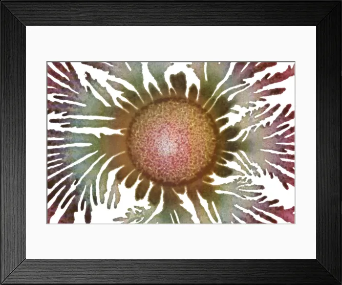 Framed Print : Macro Photograph: Patterns of Paenibacillus bacteria on petri dish - T type (tip-splitting morphotype); magnification x30 (A4 size: 29. 7 cm width) Framed Print : Macro Photograph: Patterns of Paenibacillus bacteria on petri dish - T type (tip-splitting morphotype); magnification x30 (A4 size: 29. 7 cm width)