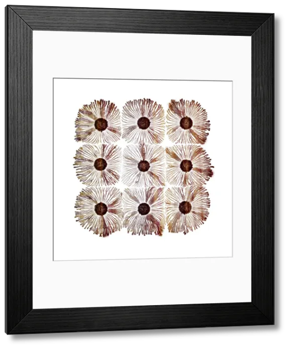 Framed Print : Macro Photograph: Patterns of Paenibacillus bacteria on petri dish - T type (tip-splitting morphotype); magnification x5 (A4 size: 29. 7 cm width) Framed Print : Macro Photograph: Patterns of Paenibacillus bacteria on petri dish - T type (tip-splitting morphotype); magnification x5 (A4 size: 29. 7 cm width)