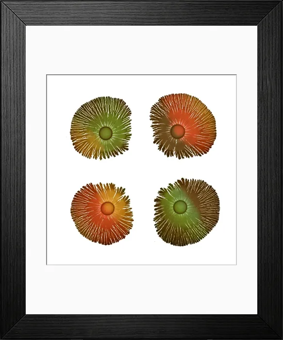 Framed Print : Macro Photograph: Patterns of Paenibacillus bacteria on petri dish - T type (tip-splitting morphotype); magnification x5 (A4 size: 29. 7 cm width) Framed Print : Macro Photograph: Patterns of Paenibacillus bacteria on petri dish - T type (tip-splitting morphotype); magnification x5 (A4 size: 29. 7 cm width)