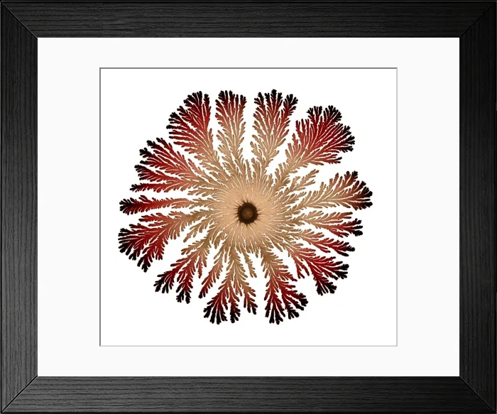 Framed Print : Macro Photograph: Patterns of Paenibacillus bacteria on petri dish - T type (tip-splitting morphotype); magnification x5. 6 (A4 size: 29. 7 cm width) Framed Print : Macro Photograph: Patterns of Paenibacillus bacteria on petri dish - T type (tip-splitting morphotype); magnification x5. 6 (A4 size: 29. 7 cm width)