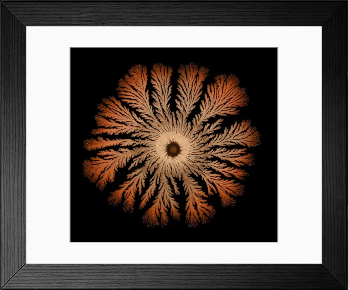 Framed Print : Macro Photograph: Patterns of Paenibacillus bacteria on petri dish - T type (tip-splitting morphotype); magnification x5. 6 (A4 size: 29. 7 cm width) Framed Print : Macro Photograph: Patterns of Paenibacillus bacteria on petri dish - T type (tip-splitting morphotype); magnification x5. 6 (A4 size: 29. 7 cm width)