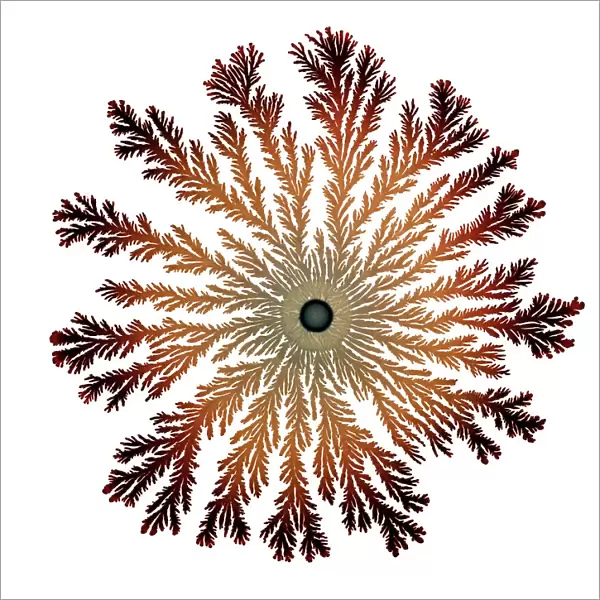 Macro Photograph: Patterns of Paenibacillus bacteria on petri dish - T type (tip-splitting morphotype); magnification x5. 6 (A4 size: 29. 7 cm width)