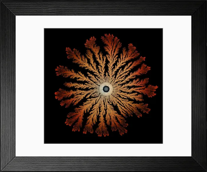 Framed Print : Macro Photograph: Patterns of Paenibacillus bacteria on petri dish - T type (tip-splitting morphotype); magnification x5. 6 (A4 size: 29. 7 cm width) Framed Print : Macro Photograph: Patterns of Paenibacillus bacteria on petri dish - T type (tip-splitting morphotype); magnification x5. 6 (A4 size: 29. 7 cm width)