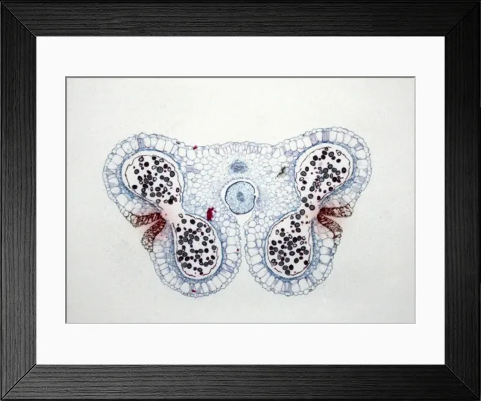 Framed Print : Light Micrograph (LM): Transverse section of Lilium Anthers with Mature Pollen; Magnification x15 (on 10. 5 cm width print) Framed Print : Light Micrograph (LM): Transverse section of Lilium Anthers with Mature Pollen; Magnification x15 (on 10. 5 cm width print)