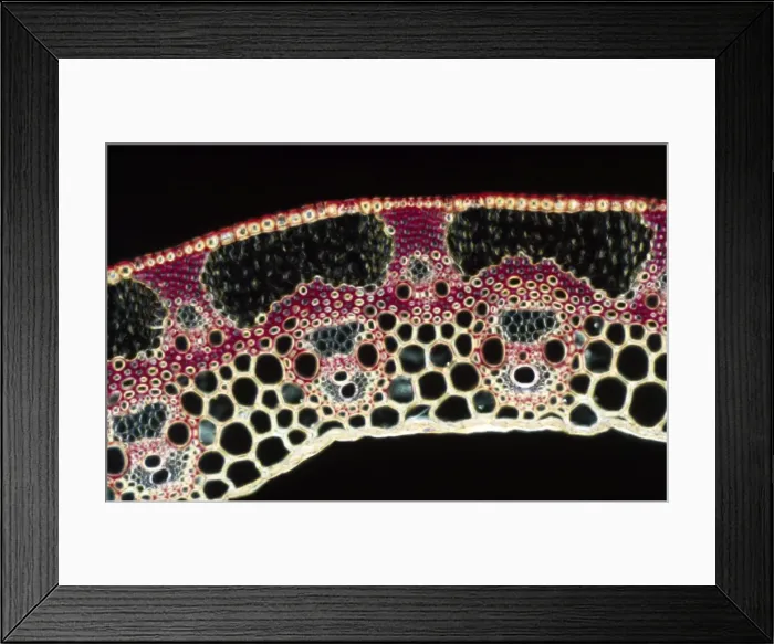 Framed Print : Light Micrograph (LM): A transverse section of a straw of Wheat; Magnification x600 (on 10. 5 cm width print) Framed Print : Light Micrograph (LM): A transverse section of a straw of Wheat; Magnification x600 (on 10. 5 cm width print)