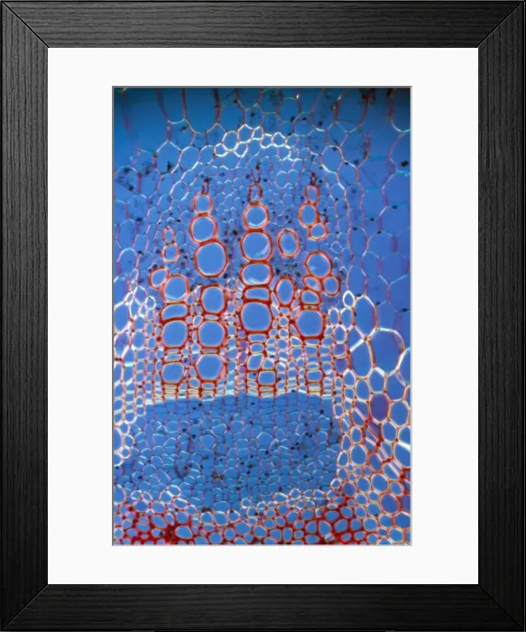 Framed Print : Light Micrograph (LM): A transverse section shows Xylem in Helianthus stem; Magnification x600 (on 10. 5 cm width print) Framed Print : Light Micrograph (LM): A transverse section shows Xylem in Helianthus stem; Magnification x600 (on 10. 5 cm width print)