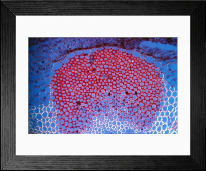 Framed Print : Light Micrograph (LM): Transverse section shows Sclerenchyma Ground Tissue in Helianthus stem; Magnification x600 (on 10. 5 cm width print) Framed Print : Light Micrograph (LM): Transverse section shows Sclerenchyma Ground Tissue in Helianthus stem; Magnification x600 (on 10. 5 cm width print)