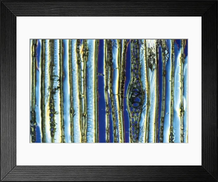 Framed Print : Light Micrograph (LM): Longitudinal section of Scots pine wood, (Pinus sylvestris); Magnification x600 (on 10. 5 cm width print) Framed Print : Light Micrograph (LM): Longitudinal section of Scots pine wood, (Pinus sylvestris); Magnification x600 (on 10. 5 cm width print)