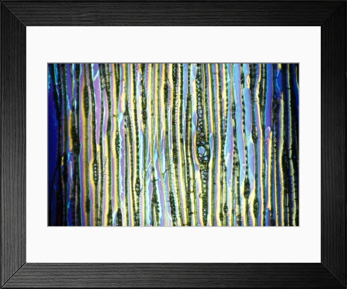 Framed Print : Light Micrograph (LM): Longitudinal section of Scots pine wood, (Pinus sylvestris); Magnification x480 (on 10. 5 cm width print) Framed Print : Light Micrograph (LM): Longitudinal section of Scots pine wood, (Pinus sylvestris); Magnification x480 (on 10. 5 cm width print)