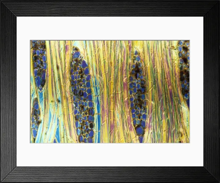 Framed Print : Light Micrograph (LM): Longitudinal section of Mahogany wood, (Pinus sylvestris); Magnification x600 (on 10. 5 cm width print) Framed Print : Light Micrograph (LM): Longitudinal section of Mahogany wood, (Pinus sylvestris); Magnification x600 (on 10. 5 cm width print)