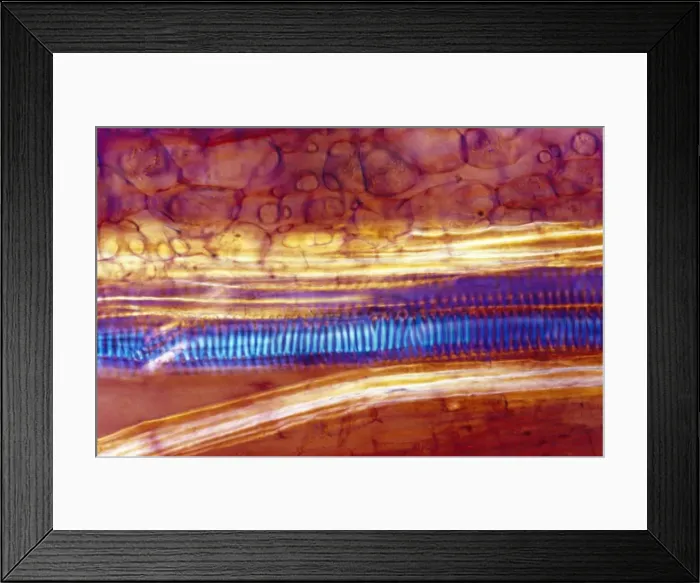 Framed Print : Light Micrograph (LM): Longitudinal section of stem of Crown of Thorns (Euphorbia splendens); Magnification x1200 (on 10. 5 cm width print) Framed Print : Light Micrograph (LM): Longitudinal section of stem of Crown of Thorns (Euphorbia splendens); Magnification x1200 (on 10. 5 cm width print)