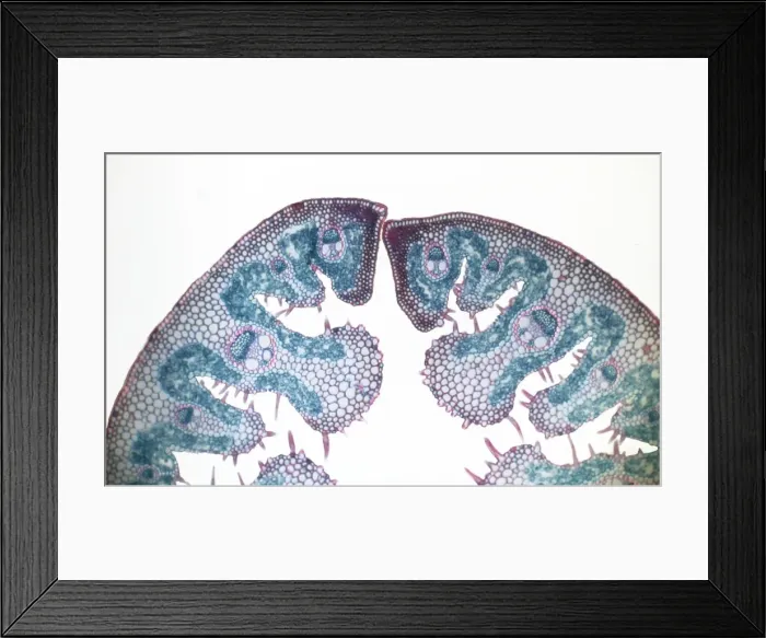 Framed Print : Light Micrograph (LM): Transverse section of a leaf of Marram Grass (Ammophila sp. ); Magnification x300 (on 10. 5 cm width print) Framed Print : Light Micrograph (LM): Transverse section of a leaf of Marram Grass (Ammophila sp. ); Magnification x300 (on 10. 5 cm width print)