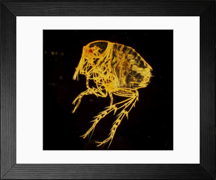 Framed Print : Dark Field Light Micrograph: Chigoe Flea; Magnification x 200 (A4 size: 29. 7 cm width) Framed Print : Dark Field Light Micrograph: Chigoe Flea; Magnification x 200 (A4 size: 29. 7 cm width)