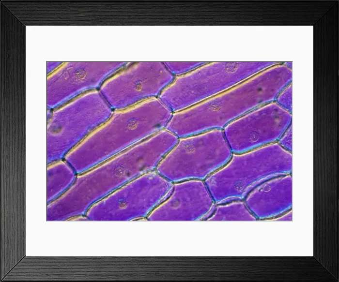 Framed Print : Light Micrograph (LM): Onion skin cells; Magnification x600 (on 10. 5 cm width print) Framed Print : Light Micrograph (LM): Onion skin cells; Magnification x600 (on 10. 5 cm width print)