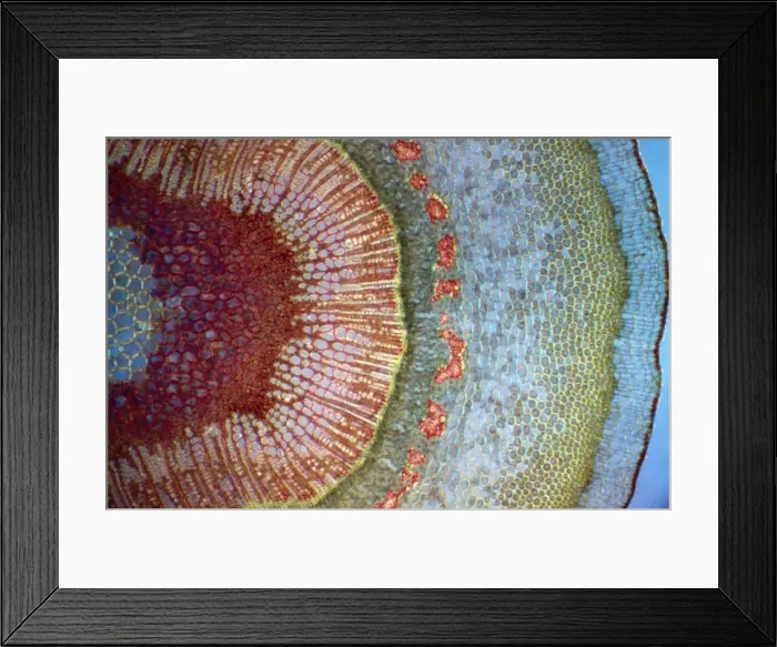Framed Print : Light Micrograph (LM): A Tranverse section of a stem of a Common or European Ash tree (Fraxinus excelsior); Magnification x30 (on 10. 5 cm width print) Framed Print : Light Micrograph (LM): A Tranverse section of a stem of a Common or European Ash tree (Fraxinus excelsior); Magnification x30 (on 10. 5 cm width print)
