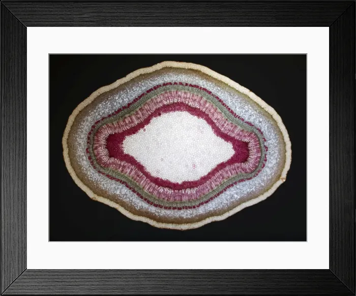 Framed Print : Light Micrograph (LM): A Tranverse section of a stem of a Common or European Ash tree (Fraxinus excelsior); Magnification x12 (on 10. 5 cm width print) Framed Print : Light Micrograph (LM): A Tranverse section of a stem of a Common or European Ash tree (Fraxinus excelsior); Magnification x12 (on 10. 5 cm width print)
