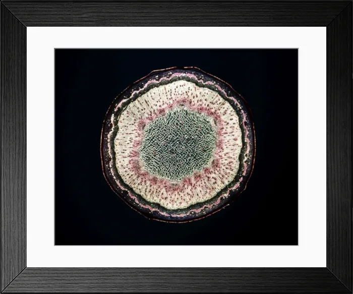 Framed Print : Light Micrograph (LM): Transverse section of a stem of Sycamore (Acer pseudoplatanus); Magnification x12 (on 10. 5 cm width print) Framed Print : Light Micrograph (LM): Transverse section of a stem of Sycamore (Acer pseudoplatanus); Magnification x12 (on 10. 5 cm width print)