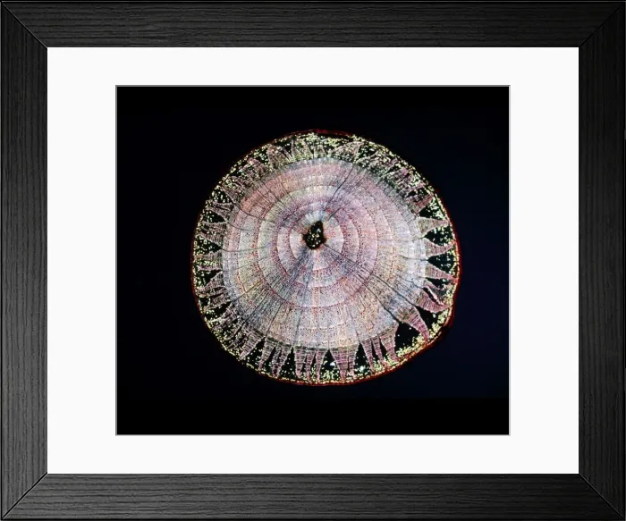 Framed Print : Light Micrograph (LM): A transverse section of a stem of Common Lime tree (Tilia europaea); Magnification x12 (on 10. 5 cm width print) Framed Print : Light Micrograph (LM): A transverse section of a stem of Common Lime tree (Tilia europaea); Magnification x12 (on 10. 5 cm width print)