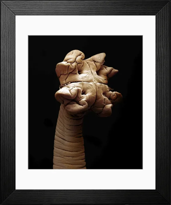 Framed Print : Scanning Electron Micrograph (SEM): Tapeworm from shark
