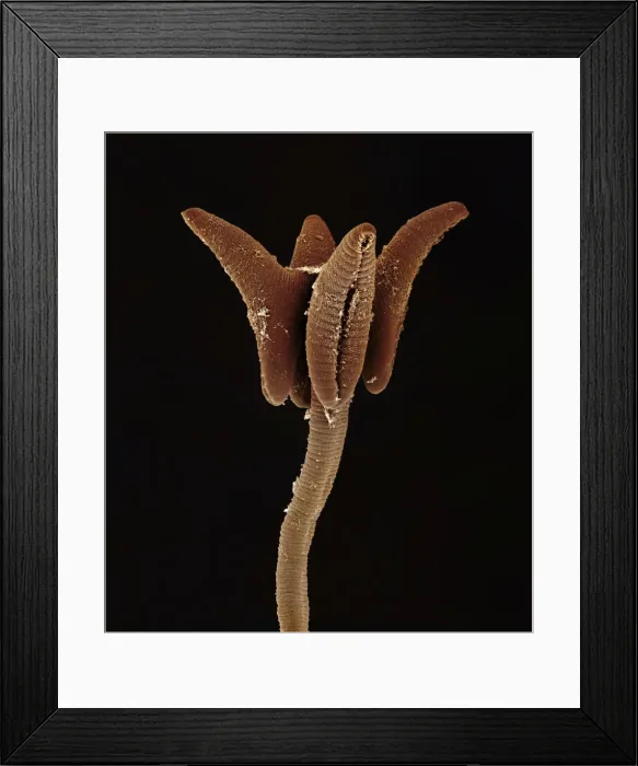 Framed Print : Scanning Electron Micrograph (SEM): Tapeworm from shark Framed Print : Scanning Electron Micrograph (SEM): Tapeworm from shark