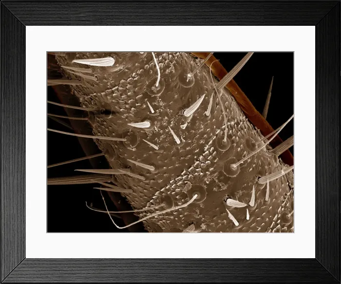 Framed Print : Scanning Electron Micrograph (SEM): American Cockroach - cercus ventral surface; Magnification x 900 (A4 size: 29. 7 cm width) Framed Print : Scanning Electron Micrograph (SEM): American Cockroach - cercus ventral surface; Magnification x 900 (A4 size: 29. 7 cm width)