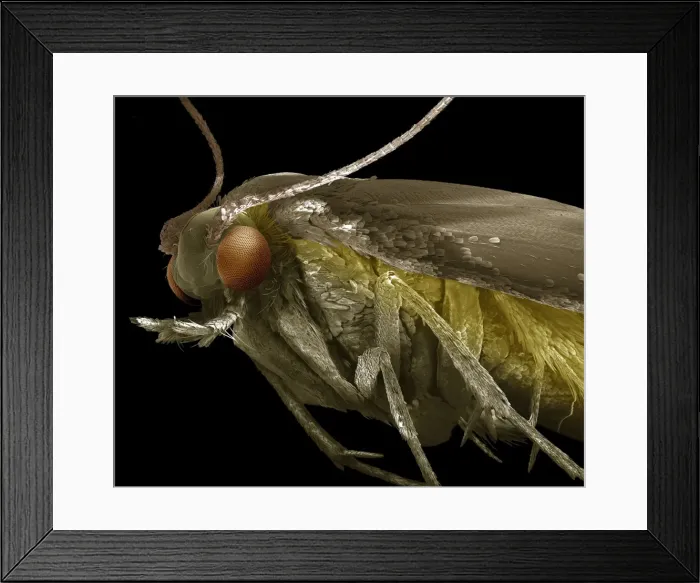 Framed Print : Scanning Electron Micrograph (SEM): Common Clothes Moth; Magnification x 75 (A4 size: 29. 7 cm width) Framed Print : Scanning Electron Micrograph (SEM): Common Clothes Moth; Magnification x 75 (A4 size: 29. 7 cm width)