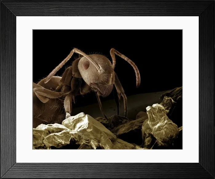 Framed Print : Scanning Electron Micrograph (SEM): Black Garden Ant - with sugar; Magnification x 85 (A4 size: 29. 7 cm width) Framed Print : Scanning Electron Micrograph (SEM): Black Garden Ant - with sugar; Magnification x 85 (A4 size: 29. 7 cm width)