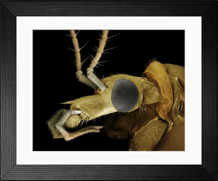 Framed Print : Scanning Electron Micrograph (SEM): Crane Fly or ‘Daddy-Long-Legs'; Magnification x 75 (A4 size: 29. 7 cm width) Framed Print : Scanning Electron Micrograph (SEM): Crane Fly or ‘Daddy-Long-Legs'; Magnification x 75 (A4 size: 29. 7 cm width)