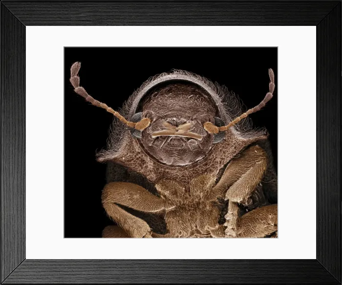 Framed Print : Scanning Electron Micrograph (SEM): Deathwatch Beetle ; Magnification x 75 (A4 size: 29. 7 cm width) Framed Print : Scanning Electron Micrograph (SEM): Deathwatch Beetle ; Magnification x 75 (A4 size: 29. 7 cm width)