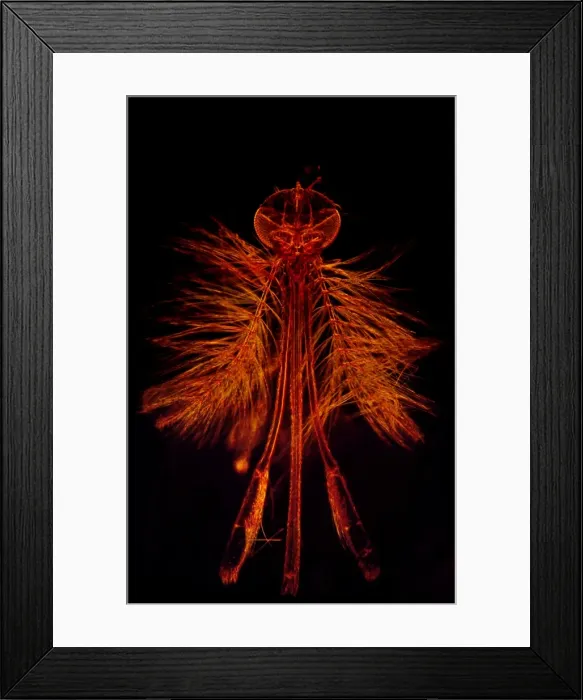 Framed Print : Dark Field Light Micrograph: Mosquito - male. ; Magnification x 65 (A4 size: 29. 7 cm width) Framed Print : Dark Field Light Micrograph: Mosquito - male. ; Magnification x 65 (A4 size: 29. 7 cm width)
