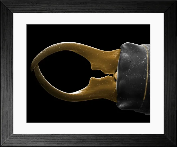 Framed Print : Scanning Electron Micrograph (SEM): Earwig; Magnification x 50 (A4 size: 29. 7 cm width) Framed Print : Scanning Electron Micrograph (SEM): Earwig; Magnification x 50 (A4 size: 29. 7 cm width)