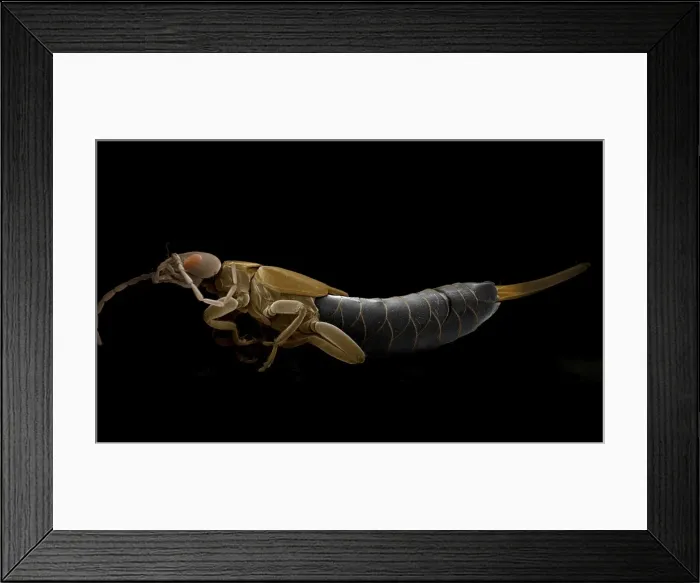 Framed Print : Scanning Electron Micrograph (SEM): Earwig; Magnification x 15 (A4 size: 29. 7 cm width) Framed Print : Scanning Electron Micrograph (SEM): Earwig; Magnification x 15 (A4 size: 29. 7 cm width)