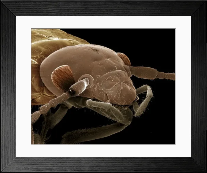 Framed Print : Scanning Electron Micrograph (SEM): Earwig; Magnification x 85 (A4 size: 29. 7 cm width) Framed Print : Scanning Electron Micrograph (SEM): Earwig; Magnification x 85 (A4 size: 29. 7 cm width)
