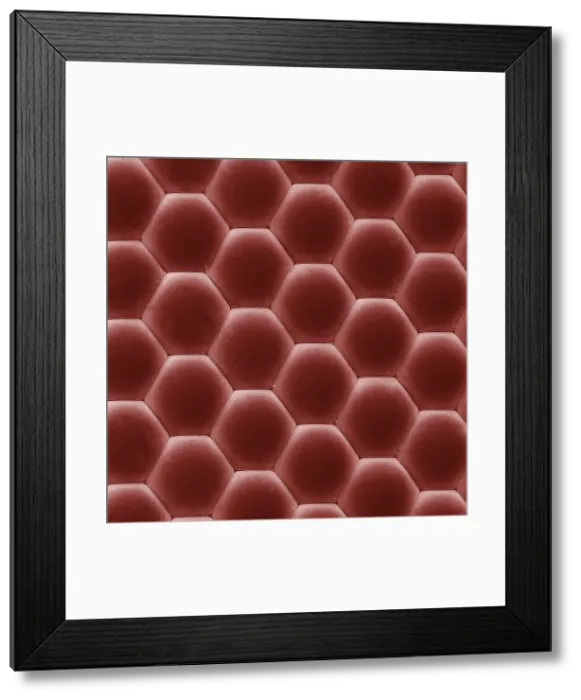 Framed Print : Scanning Electron Micrograph (SEM): Eye of a House Fly ; Magnification x 3, 200 (A4 size: 29. 7 cm width) Framed Print : Scanning Electron Micrograph (SEM): Eye of a House Fly ; Magnification x 3, 200 (A4 size: 29. 7 cm width)