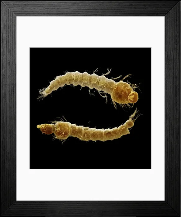 Framed Print : Scanning Electron Micrograph (SEM): Mosquito larvae. ; Magnification x 40 (A4 size: 29. 7 cm width) Framed Print : Scanning Electron Micrograph (SEM): Mosquito larvae. ; Magnification x 40 (A4 size: 29. 7 cm width)