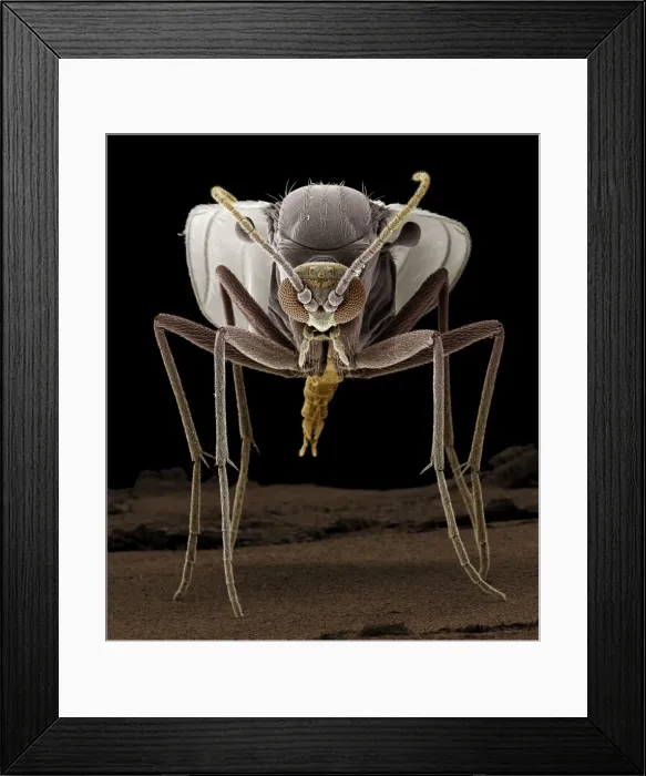 Framed Print : Scanning Electron Micrograph (SEM): Fungus Gnat, ; Magnification x 80 (A4 size: 29. 7 cm width)