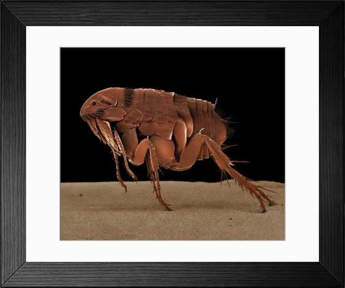 Framed Print : Scanning Electron Micrograph (SEM): Cat Flea; Magnification x 90 (A4 size: 29. 7 cm width) Framed Print : Scanning Electron Micrograph (SEM): Cat Flea; Magnification x 90 (A4 size: 29. 7 cm width)