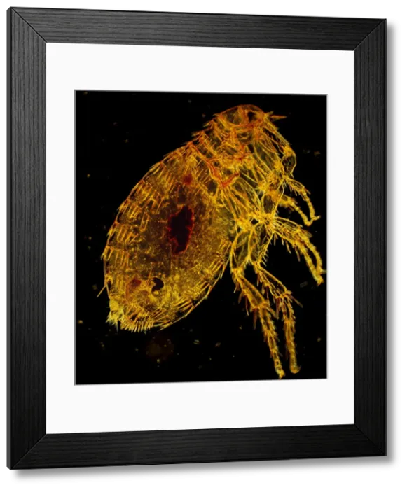 Framed Print : Oriental Rat Flea, Magnification x 200 (A4 size: 29. 7 cm width) Framed Print : Oriental Rat Flea, Magnification x 200 (A4 size: 29. 7 cm width)