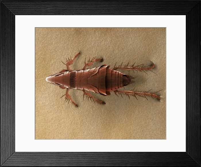 Framed Print : Scanning Electron Micrograph (SEM): Cat Flea, Magnification x 85 (A4 size: 29. 7 cm width) Framed Print : Scanning Electron Micrograph (SEM): Cat Flea, Magnification x 85 (A4 size: 29. 7 cm width)
