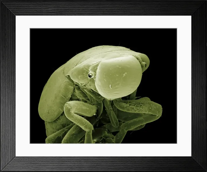 Framed Print : Scanning Electron Micrograph (SEM): Froghopper (nymph), Magnification x70 (A4 size: 29. 7 cm width) Framed Print : Scanning Electron Micrograph (SEM): Froghopper (nymph), Magnification x70 (A4 size: 29. 7 cm width)