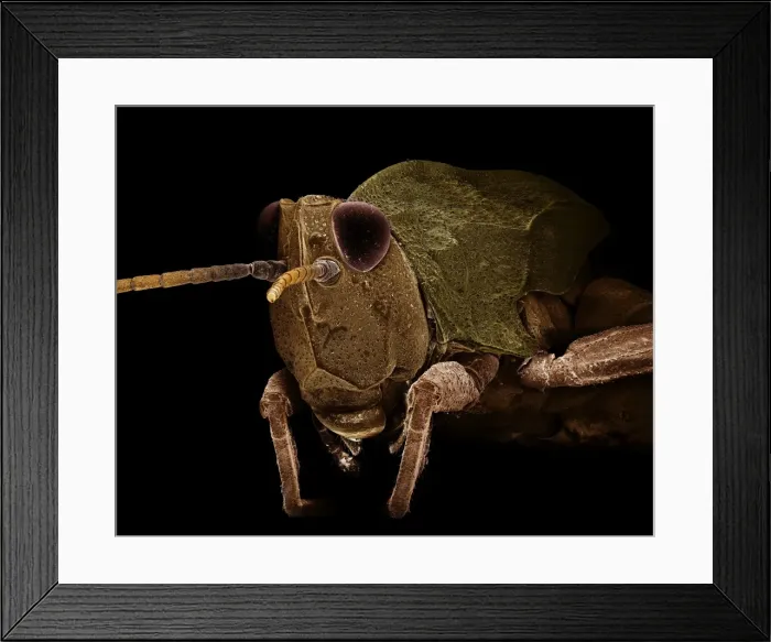 Framed Print : Scanning Electron Micrograph (SEM): Common Field Grasshopper, Magnification x 55 (A4 size: 29. 7 cm width) Framed Print : Scanning Electron Micrograph (SEM): Common Field Grasshopper, Magnification x 55 (A4 size: 29. 7 cm width)