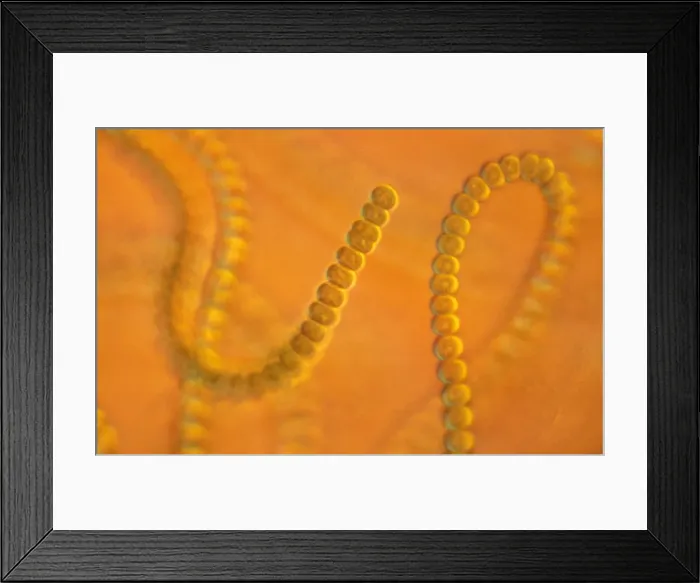 Framed Print : Light Micrograph: Cyanobacterium. ; Magnification x 3, 000 (A4 size: 29. 7 cm width) Framed Print : Light Micrograph: Cyanobacterium. ; Magnification x 3, 000 (A4 size: 29. 7 cm width)