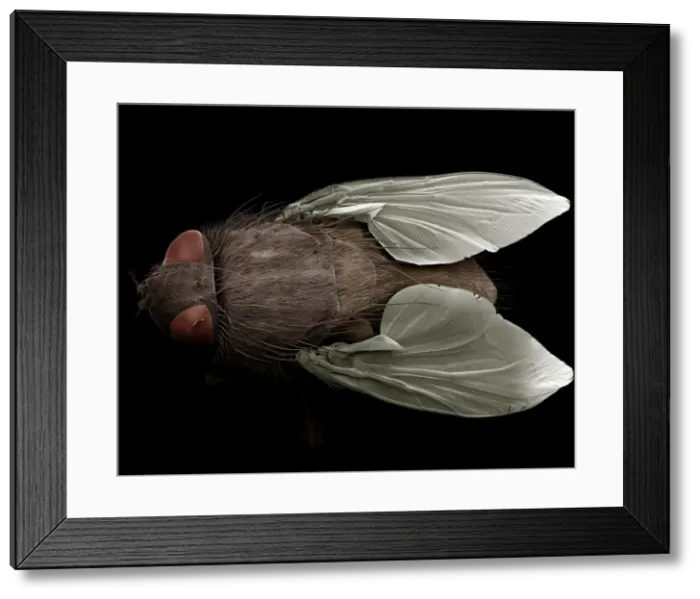 Framed Print : Scanning Electron Micrograph (SEM): House Fly, Magnification x 25 (A4 size: 29. 7 cm width) Framed Print : Scanning Electron Micrograph (SEM): House Fly, Magnification x 25 (A4 size: 29. 7 cm width)
