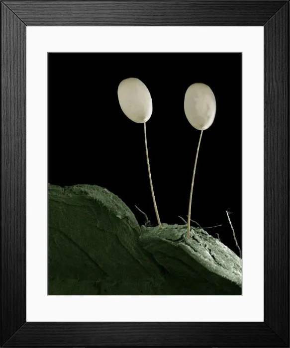 Framed Print : Scanning Electron Micrograph (SEM): Egs of Green Lacewing; Magnification x 85 (A4 size: 29. 7 cm width) Framed Print : Scanning Electron Micrograph (SEM): Egs of Green Lacewing; Magnification x 85 (A4 size: 29. 7 cm width)