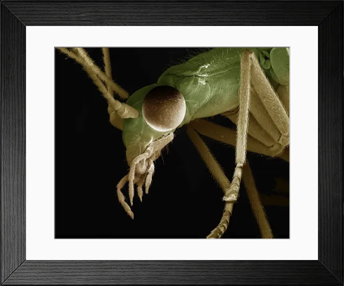 Framed Print : Scanning Electron Micrograph (SEM): Green Lacewing, Magnification x 90 (A4 size: 29. 7 cm width) Framed Print : Scanning Electron Micrograph (SEM): Green Lacewing, Magnification x 90 (A4 size: 29. 7 cm width)