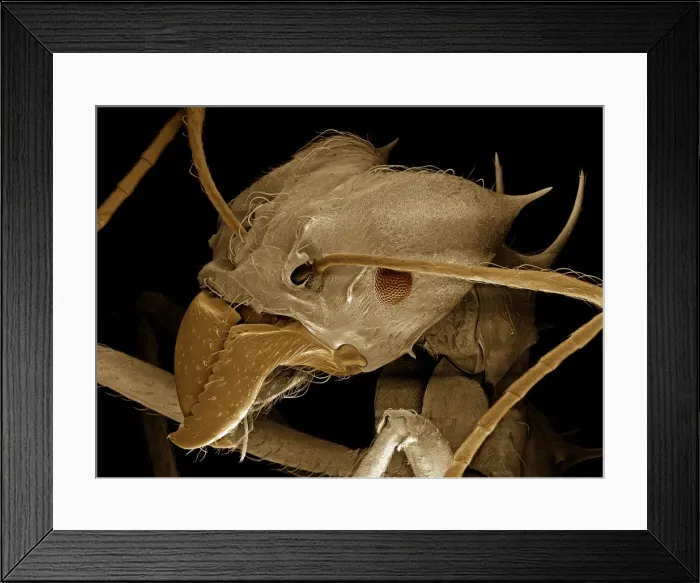 Framed Print : Scanning Electron Micrograph (SEM): Leaf Cutter Ant, Magnification x 200 (A4 size: 29. 7 cm width) Framed Print : Scanning Electron Micrograph (SEM): Leaf Cutter Ant, Magnification x 200 (A4 size: 29. 7 cm width)