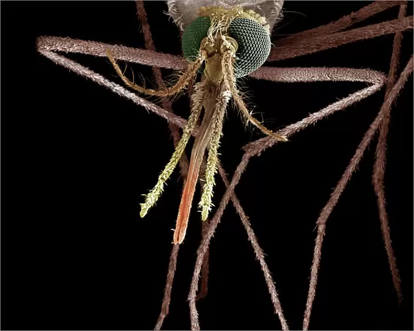 Scanning Electron Micrograph (SEM): Mosquito, Female; Magnification x 55 (A4 size: 29. 7 cm width)