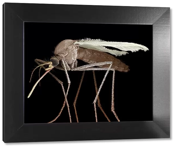 Scanning Electron Micrograph (SEM): Mosquito, Magnification x 35 (A4 size: 29. 7 cm width)