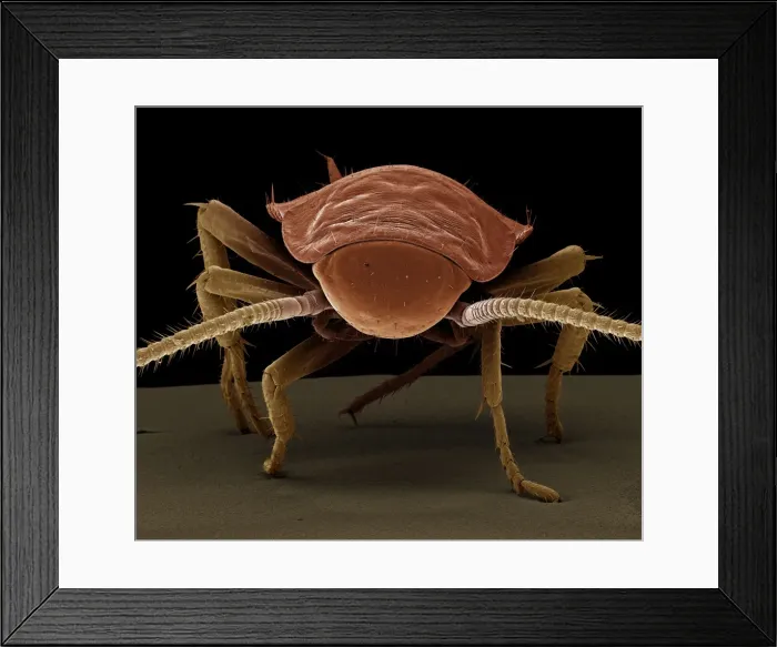 Framed Print : Scanning Electron Micrograph (SEM): American Cockroach; Magnification x 40 (A4 size: 29. 7 cm width) Framed Print : Scanning Electron Micrograph (SEM): American Cockroach; Magnification x 40 (A4 size: 29. 7 cm width)